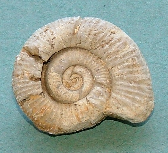 Ammonite  sp.